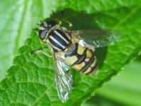 Gemeine Sumpfschwebfliege, Helophilus pendulus