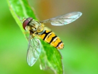 Gemeine Winterschwebfliege, Episyrphus balteatus
