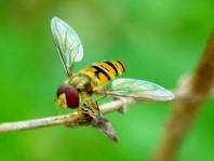 Gemeine Winterschwebfliege, Episyrphus balteatus