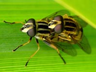 Gemeine Sumpfschwebfliege, Helophilus pendulus