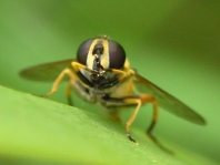 Gemeine Sumpfschwebfliege, Helophilus pendulus