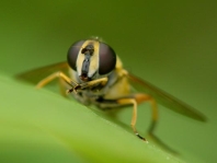 Gemeine Sumpfschwebfliege, Helophilus pendulus