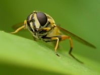 Gemeine Sumpfschwebfliege, Helophilus pendulus
