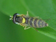 Gewöhnliche Langbauchschwebfliege, Sphaerophoria scripta