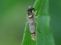 Gewöhnliche Langbauchschwebfliege, Sphaerophoria scripta