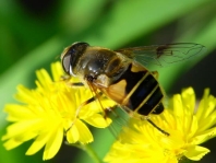Garten-Keilfleckschwebfliege, Eristalis lineata
