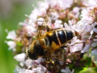 Eristalis