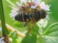 Eristalis