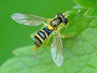 Sphaerophoria