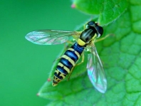 Sphaerophoria