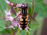 Gemeine Sumpfschwebfliege, Helophilus pendulus