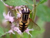 Gemeine Sumpfschwebfliege, Helophilus pendulus