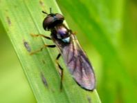 Schwebfliege, Syrphidae