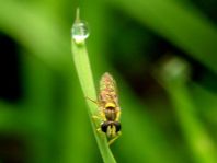 Sphaerophoria