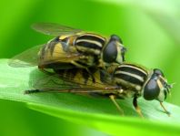 Gemeine Sumpfschwebfliege, Helophilus pendulus