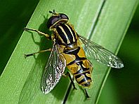 Gemeine Sumpfschwebfliege, Helophilus pendulus