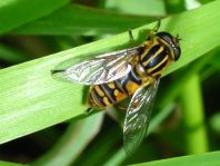 Gemeine Sumpfschwebfliege, Helophilus pendulus