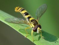 Sphaerophoria