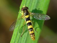 Sphaerophoria