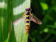 Gewöhnliche Langbauchschwebfliege, Sphaerophoria scripta, m.