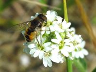 Eristalis arbustorum, Kleine Keilfleckschwebfliege