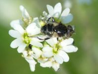 Eristalinus sepulchralis, Schwarze Augenfleck-Schwebfliege