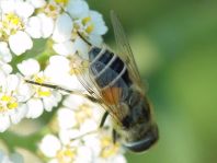 Eristalis arbustorum, Kleine Keilfleckschwebfliege