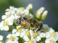 Eristalis arbustorum, Kleine Keilfleckschwebfliege