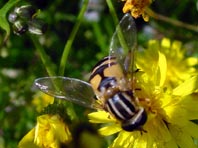 Große Sumpfschwebfliege, Helophilus trivittatus