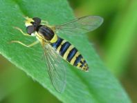 Sphaerophoria