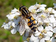 Große Sumpfschwebfliege, Helophilus trivittatus