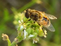 Eristalis arbustorum, Kleine Keilfleckschwebfliege