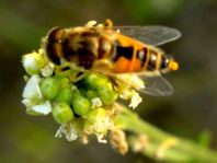 Eristalis arbustorum, Kleine Keilfleckschwebfliege