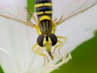 Sphaerophoria