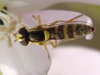 Sphaerophoria