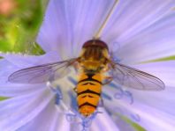 Gemeine Winterschwebfliege, Episyrphus balteatus
