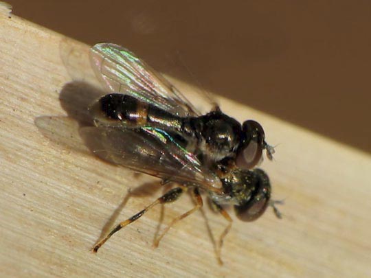Neoascia sp.