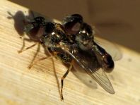 Neoascia sp.