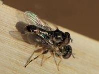 Neoascia sp.
