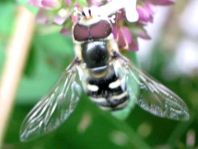 Scaeva pyrastri, Späte Großstirnschwebfliege