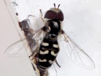 Scaeva pyrastri, Späte Großstirnschwebfliege