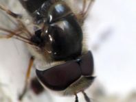 Scaeva pyrastri, Späte Großstirnschwebfliege