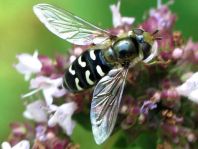 Scaeva pyrastri, Späte Großstirnschwebfliege