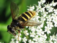 Sericomyia silentis