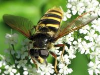 Sericomyia silentis