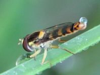 Sphaerophoria