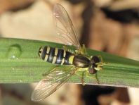 Sphaerophoria