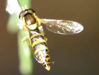 Sphaerophoria
