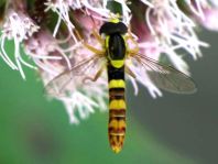 Sphaerophoria