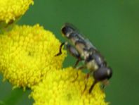 Syritta pipiens, Gemeine Keulenschwebfliege